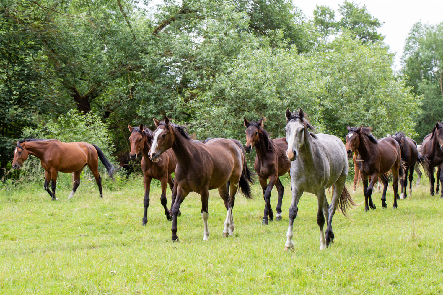 Pensionspferde in der Herde auf der Weide des Overbeck-Hofs bei Luhmühlen