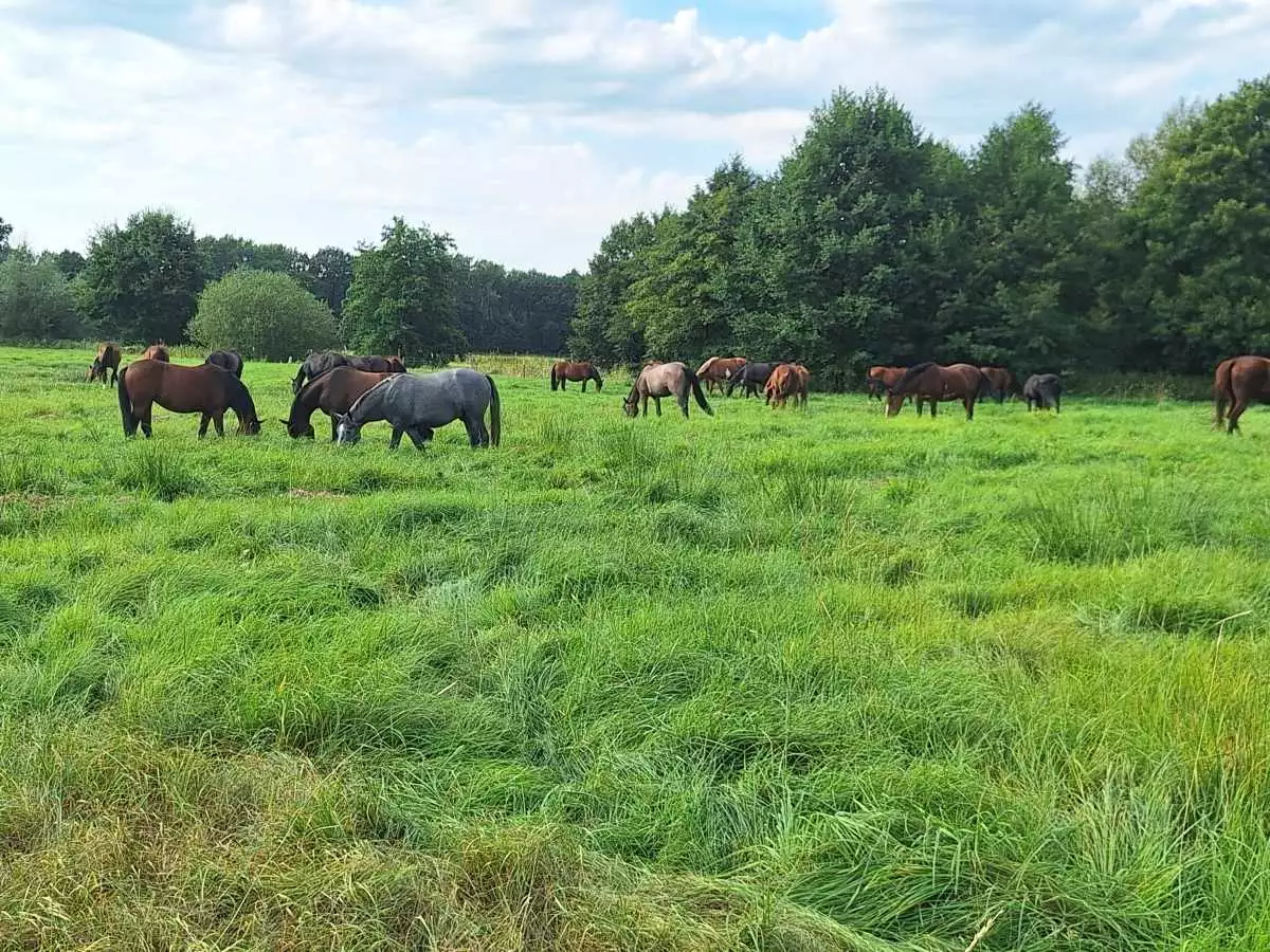 Aufzucht- und Rentnerpferde auf der Sommerweide des Overbeck-Hofes